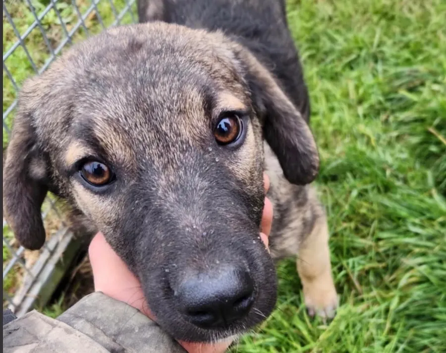 À l'adoption : Riju - Reserve