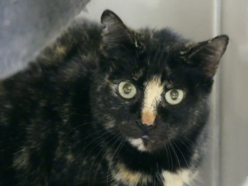 À l'adoption : Tory