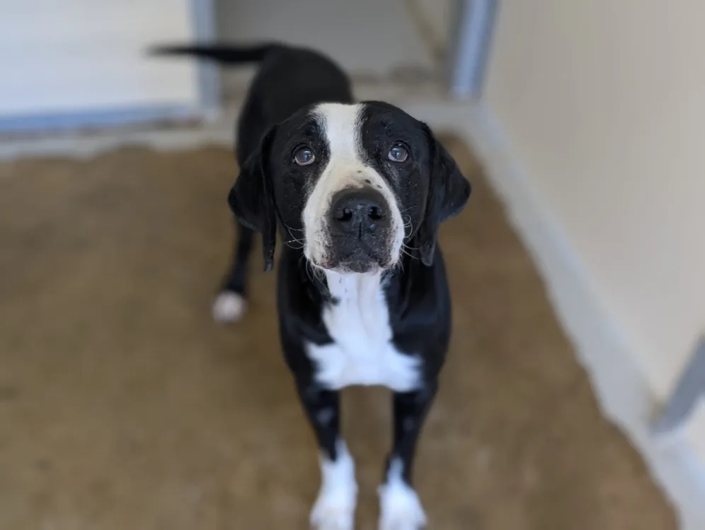 À l'adoption : Fidji