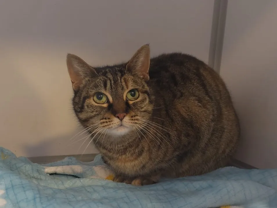 À l'adoption : Coligny