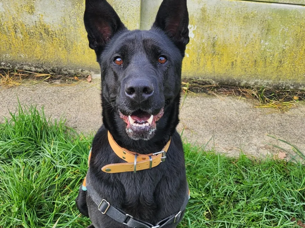 À l'adoption : Iris