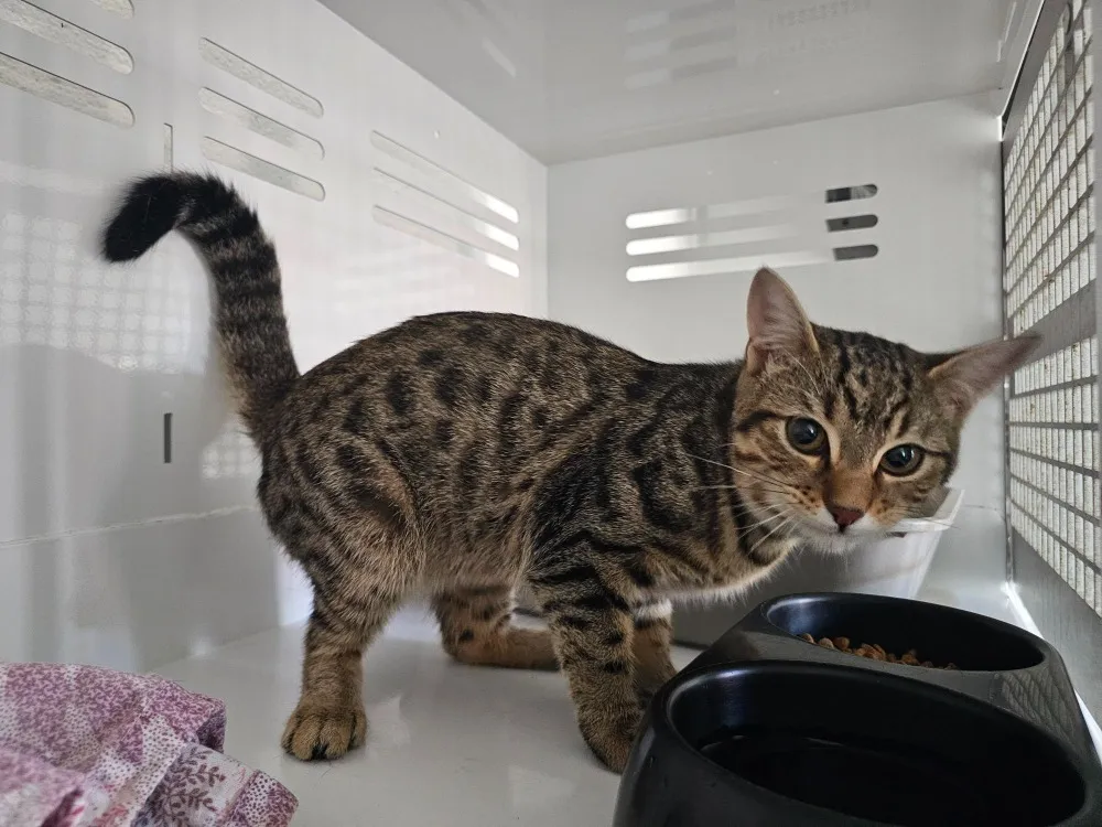 À l'adoption : Filou