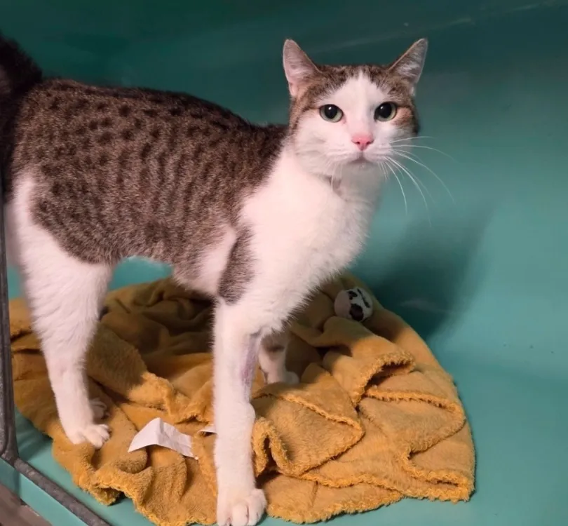 À l'adoption : Calinou