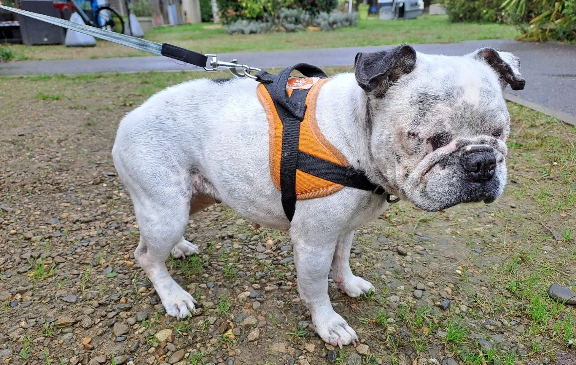 À l'adoption : Julia