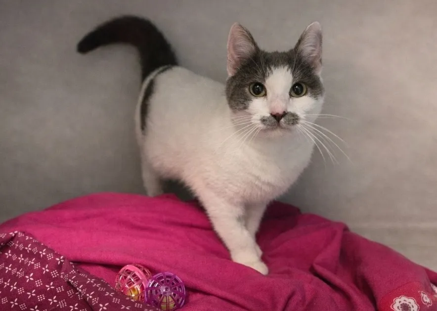 À l'adoption : Doudouce