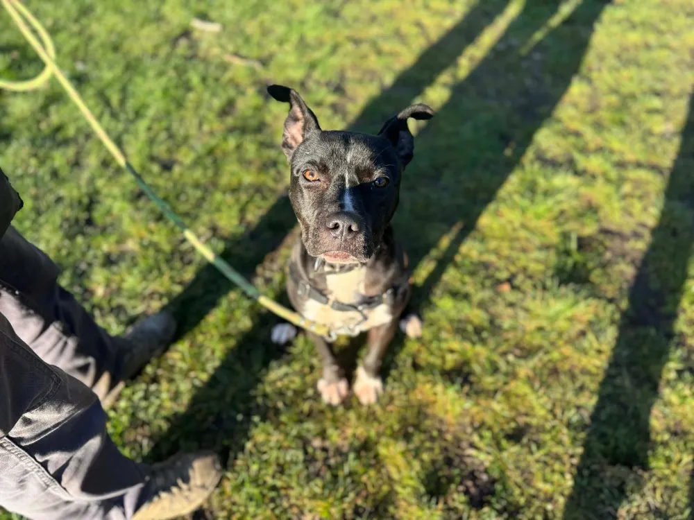 À l'adoption : Haribo