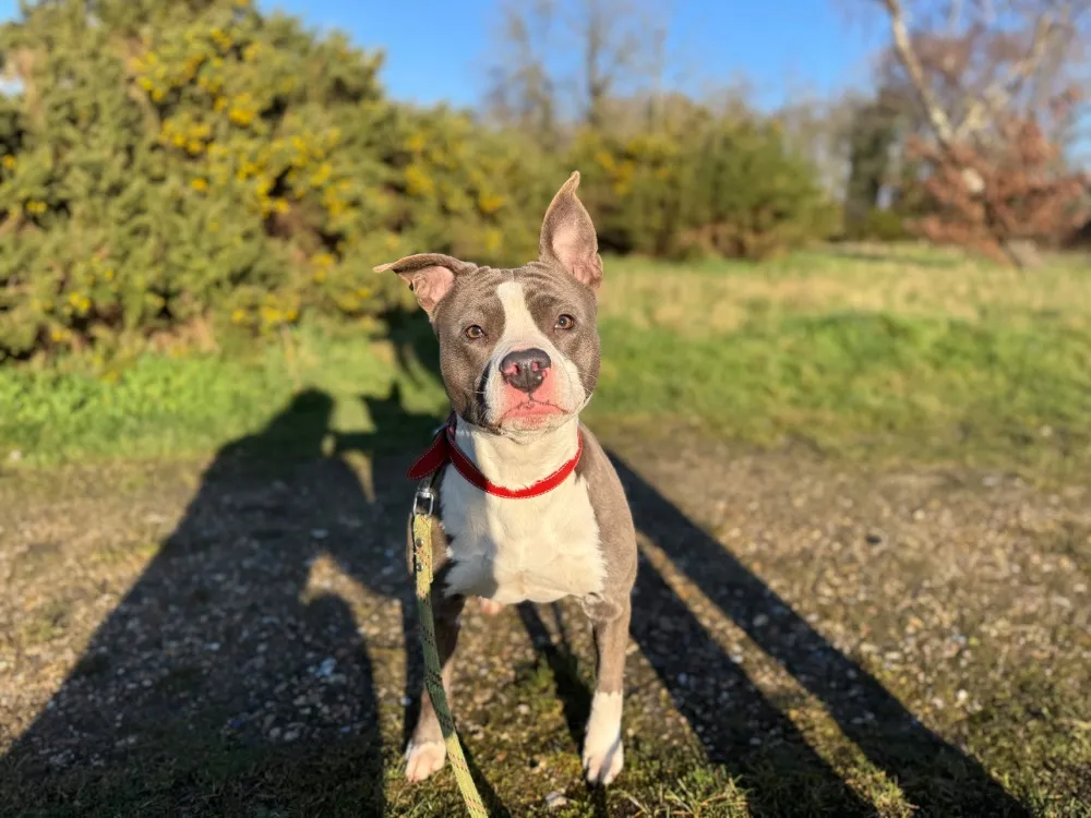 À l'adoption : Tania