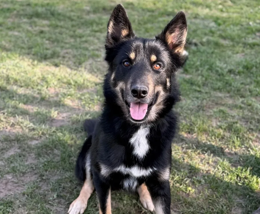 À l'adoption : Loki Caa14834