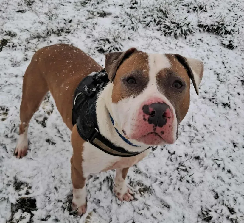 À l'adoption : Taishon