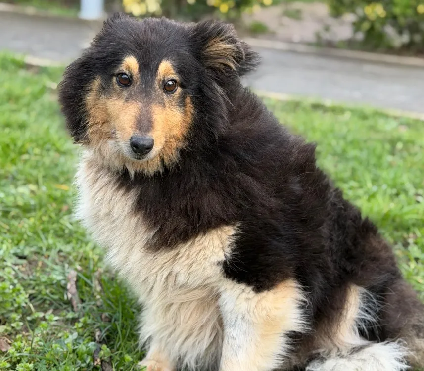 À l'adoption : Pampa Caa14796