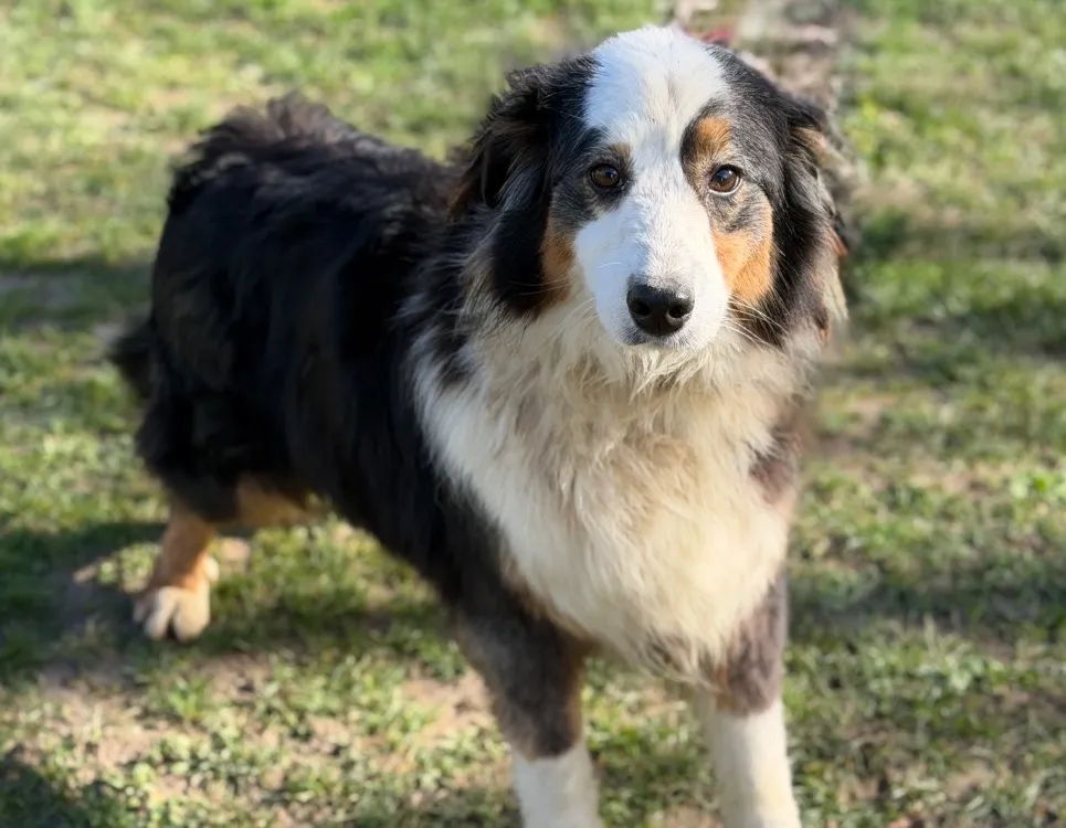 À l'adoption : Rosalie Caa14815