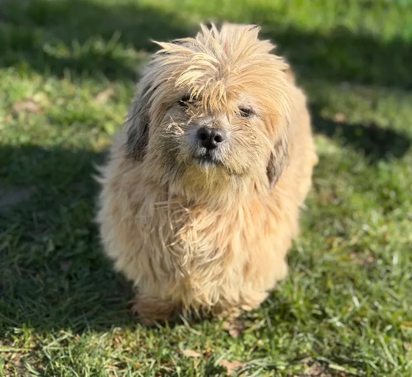 À l'adoption : Pépite Caa14816