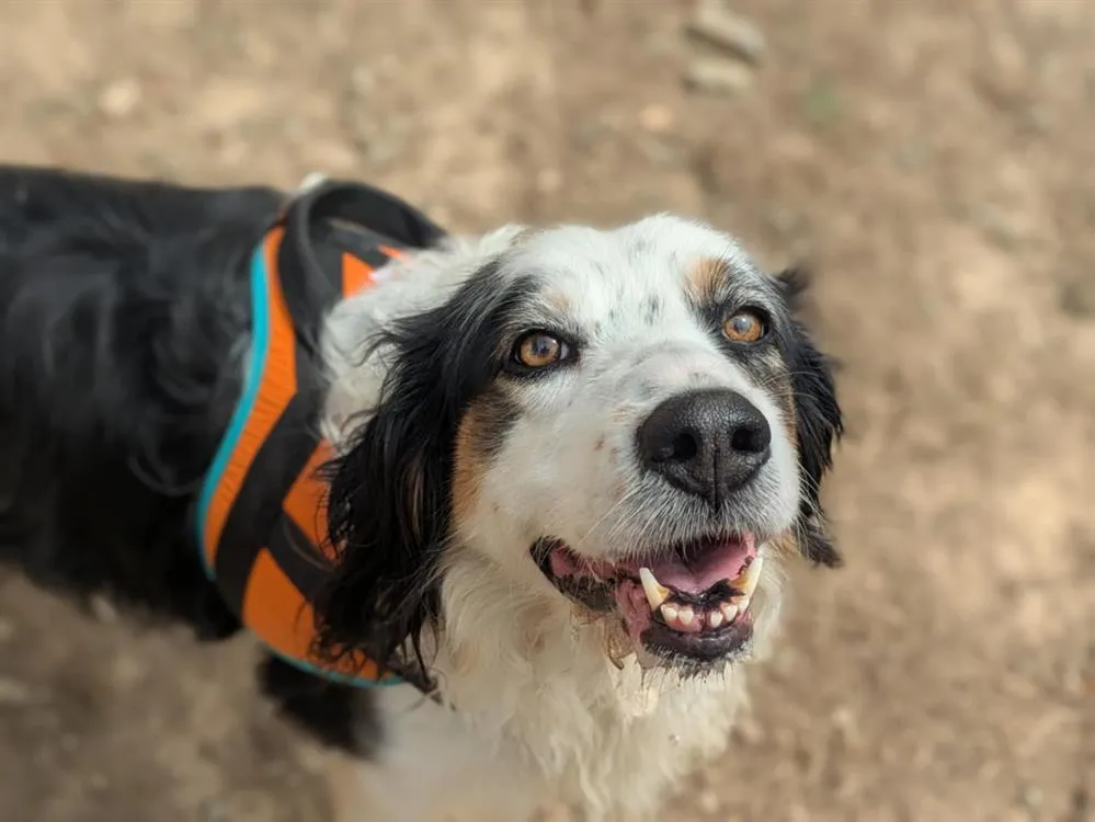 À l'adoption : Nikie