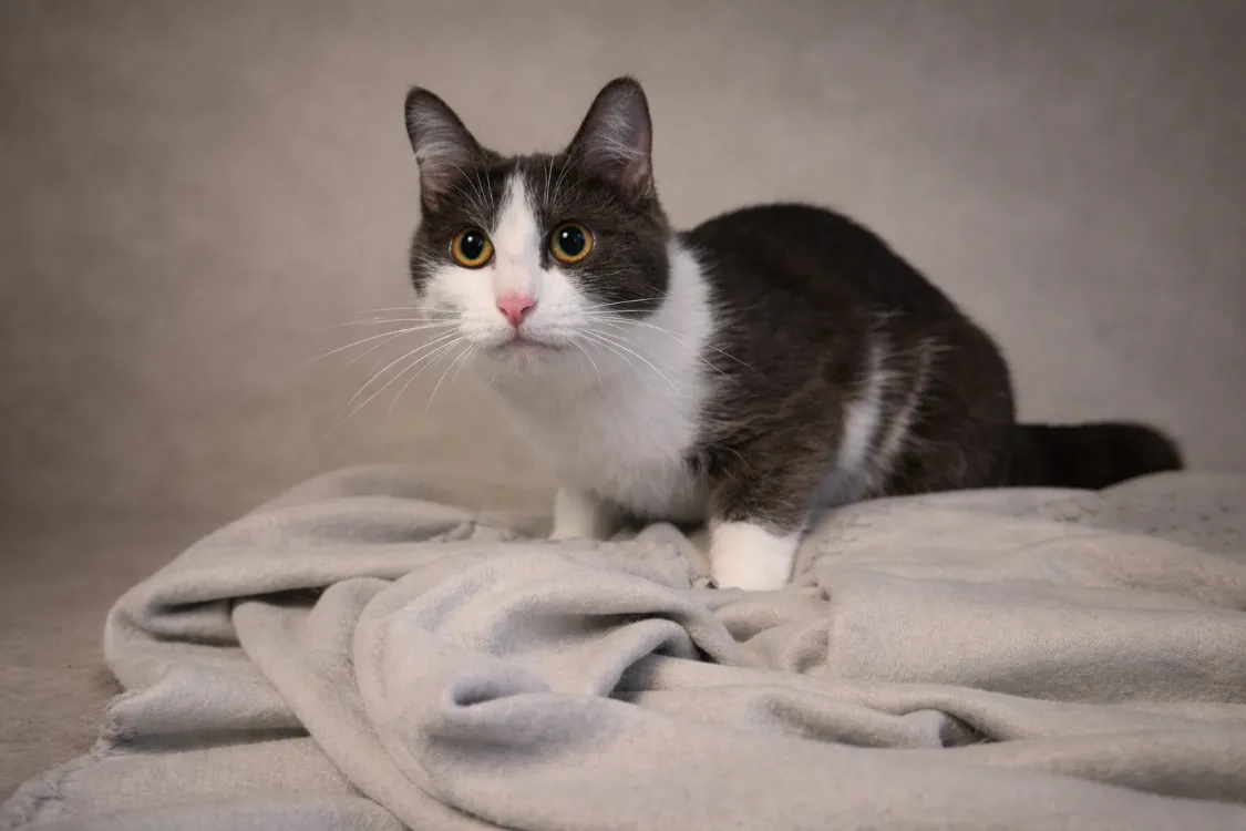 À l'adoption : Princesse