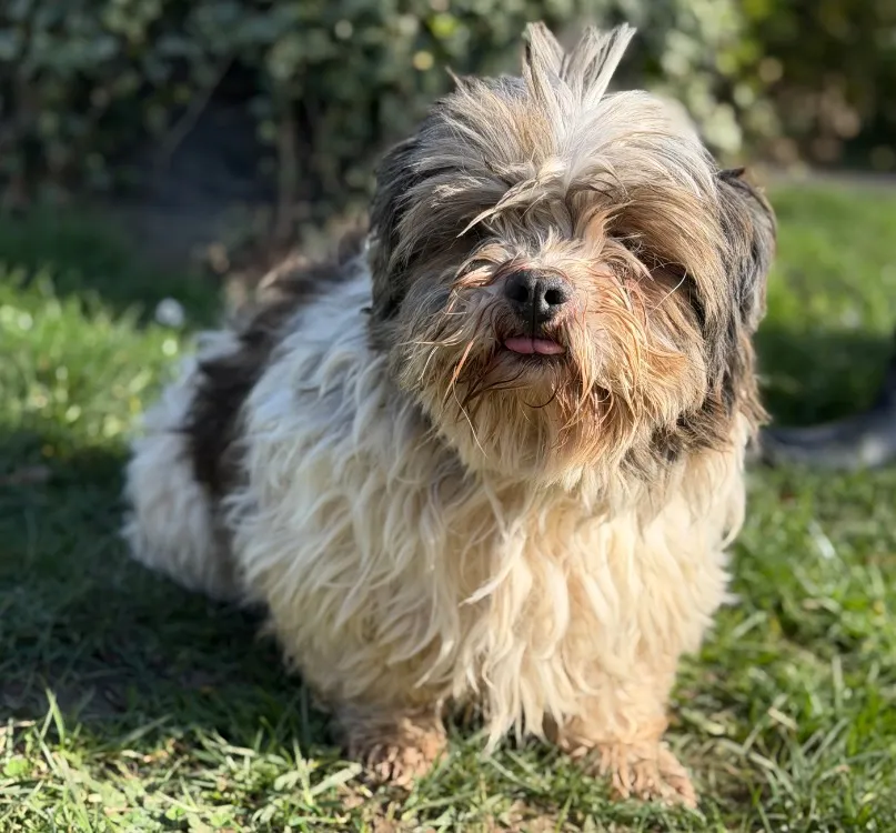 À l'adoption : Ross Caa14823