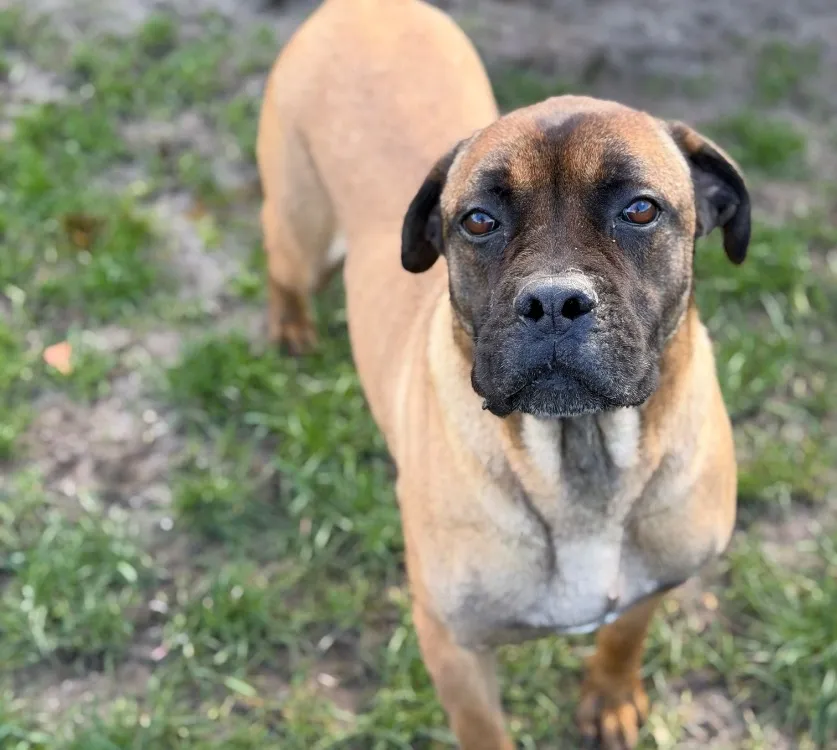 À l'adoption : Simca Caa14833