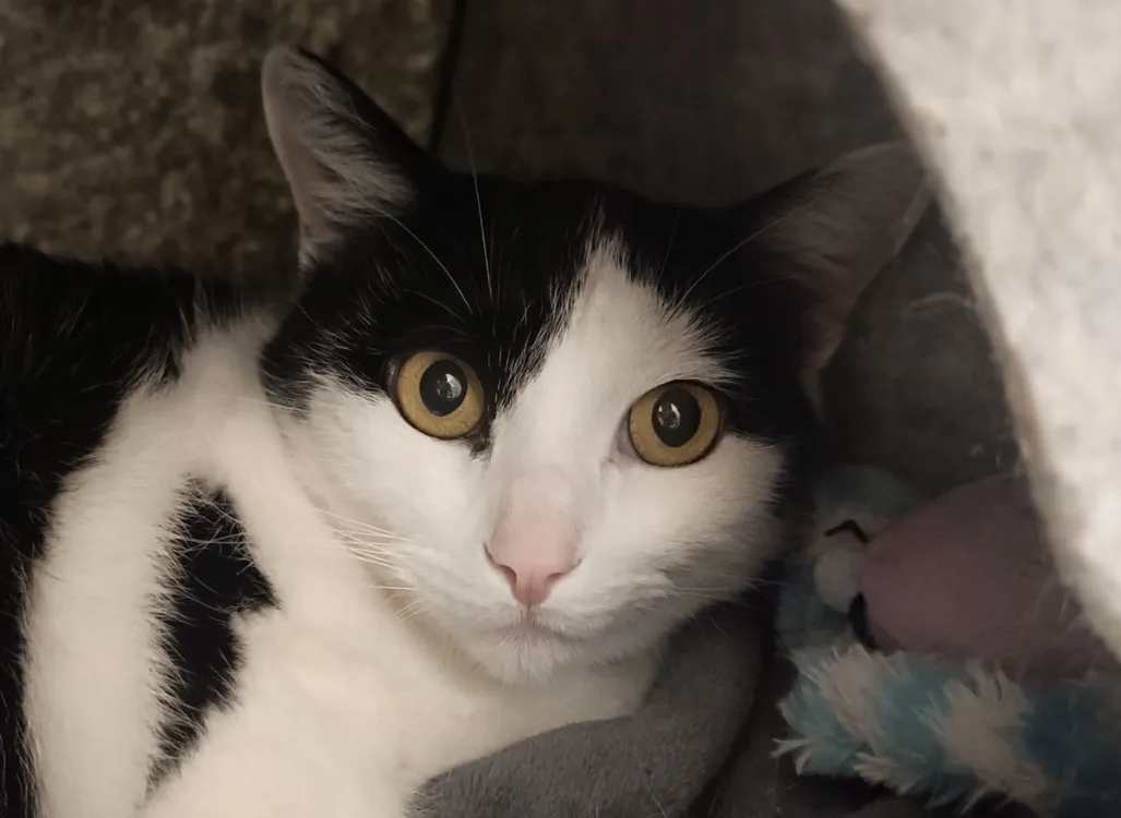 À l'adoption : Réglisse