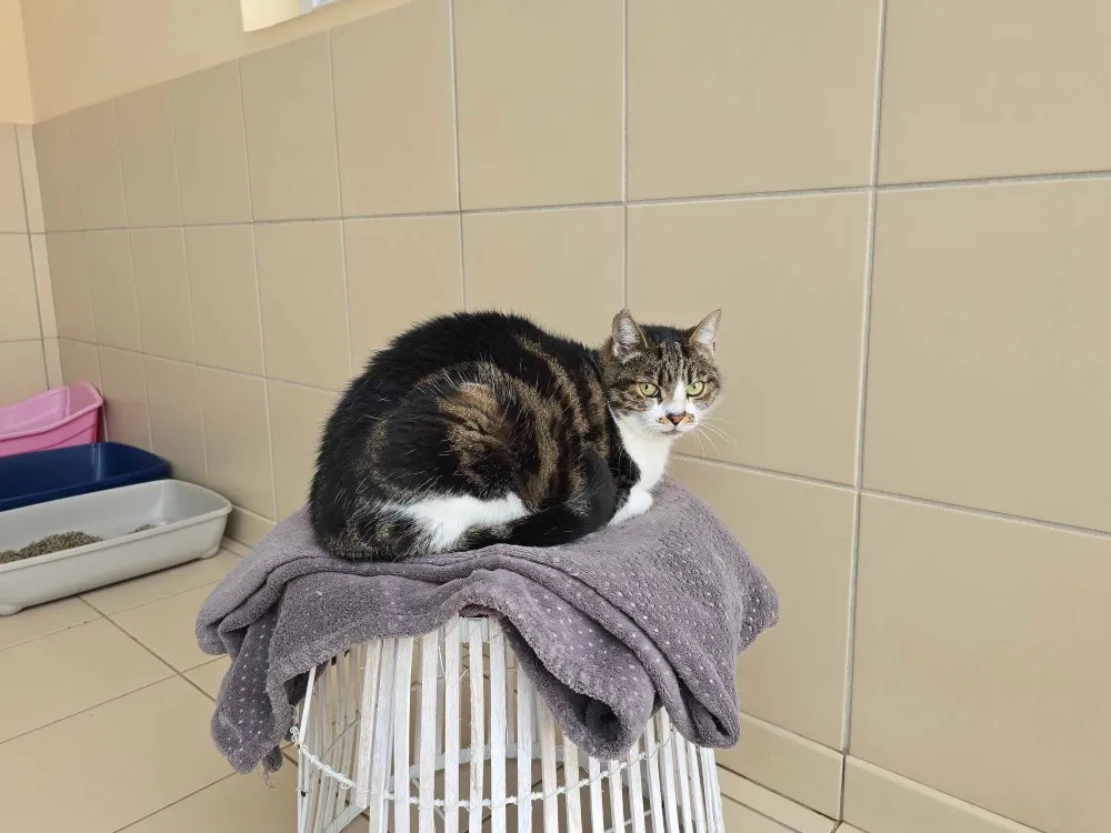 À l'adoption : Lili