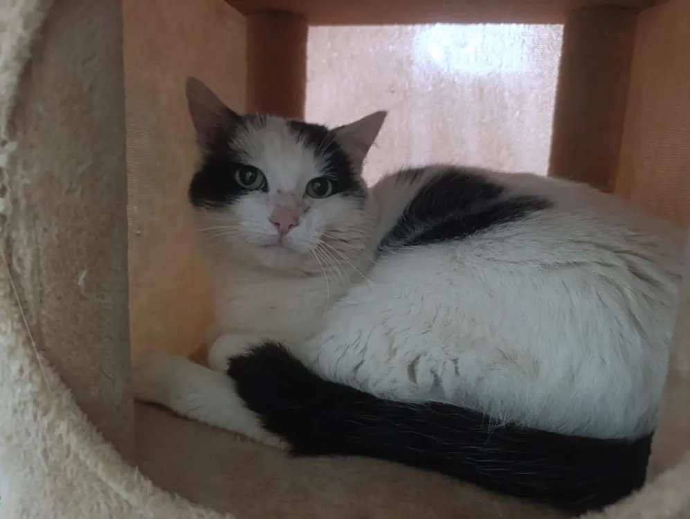 À l'adoption : Valdo