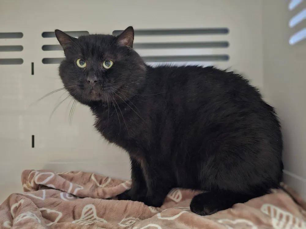 À l'adoption : Oggy