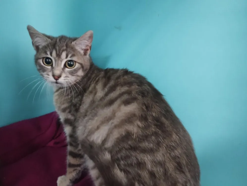 À l'adoption : Lucie