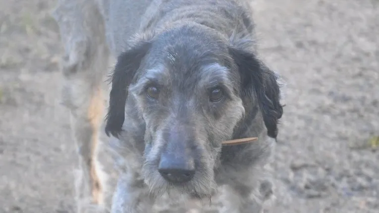 À l'adoption : Charlie Chao