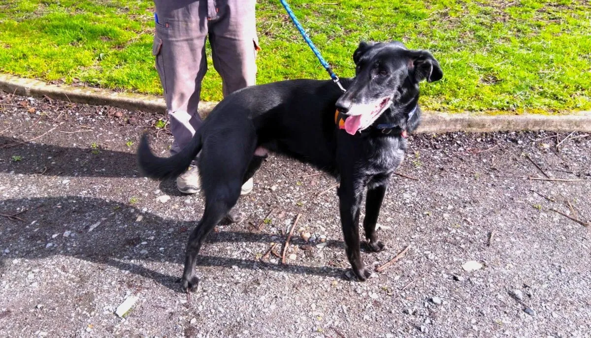 À l'adoption : Reglisse