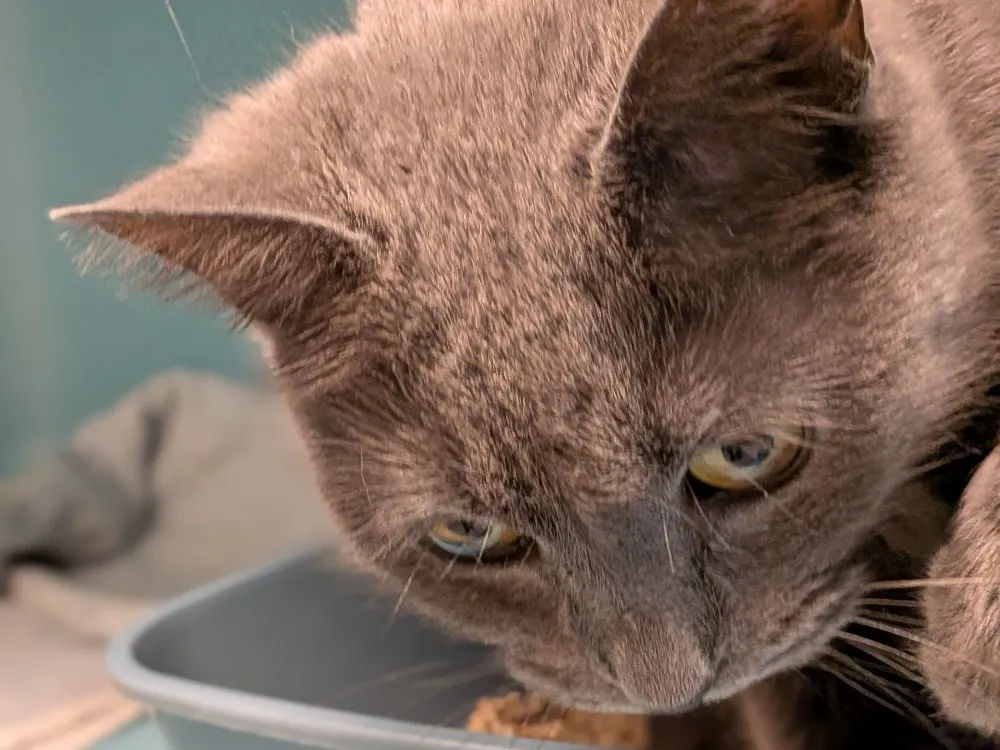 À l'adoption : Bluma