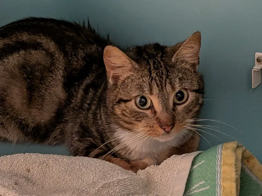 À l'adoption : Kirlo