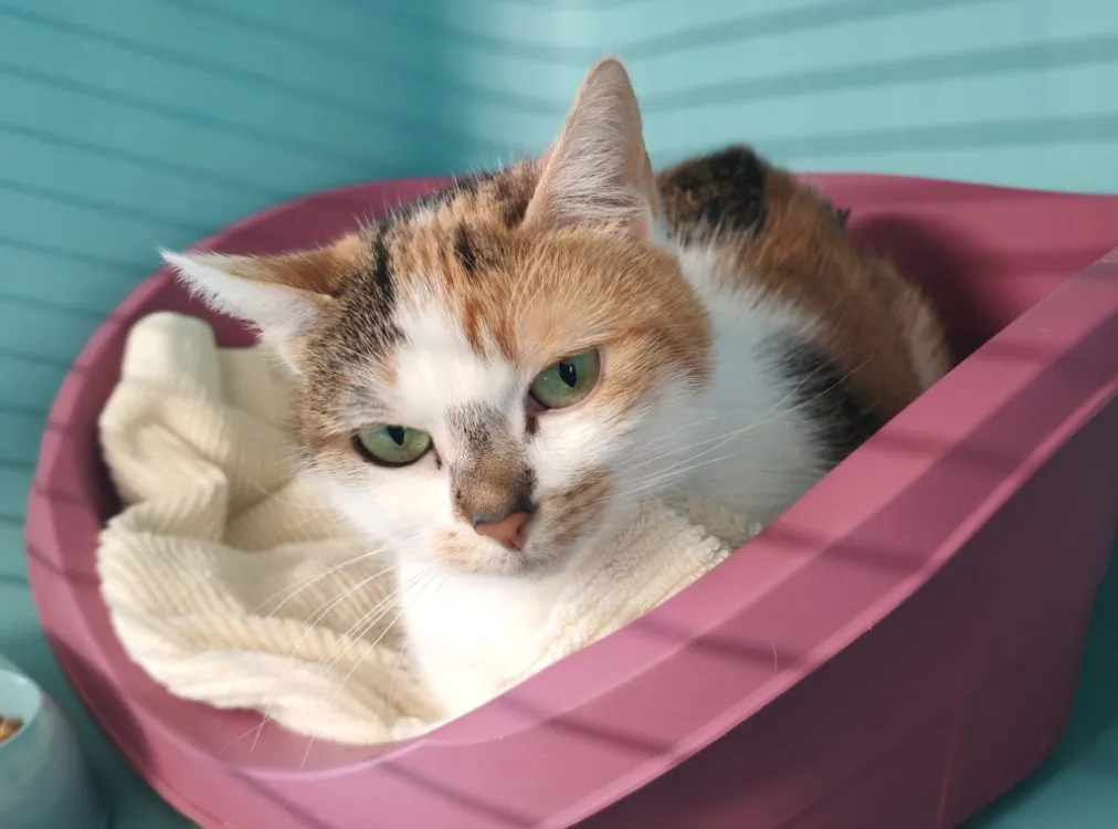 À l'adoption : Nala 9.7