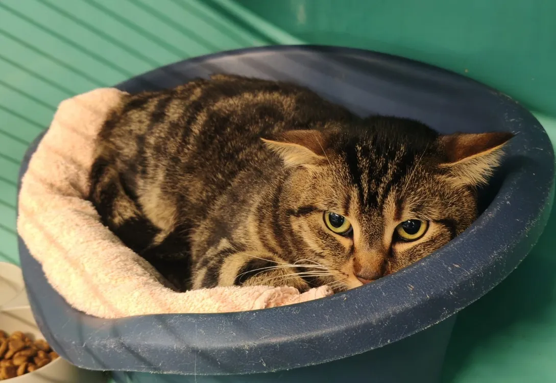 À l'adoption : Charlie