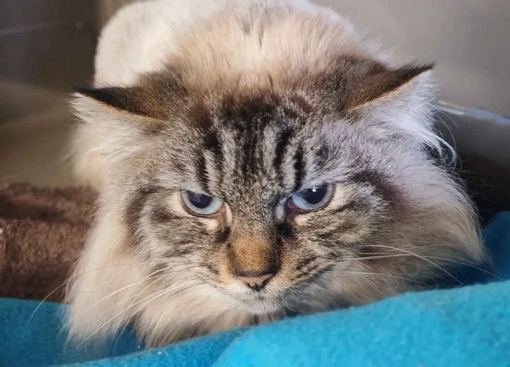 À l'adoption : Etna