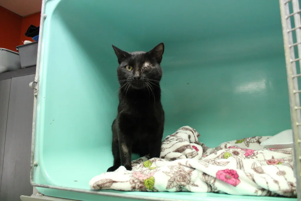 À l'adoption : Spider