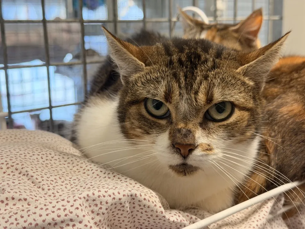 À l'adoption : Mouche