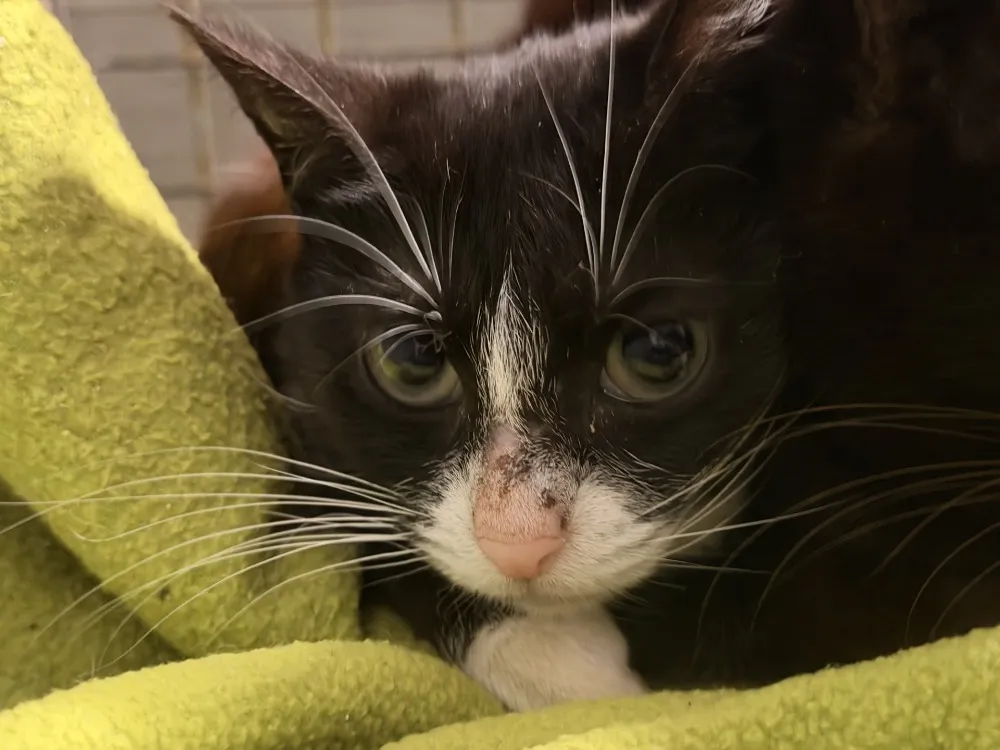 À l'adoption : Mikette