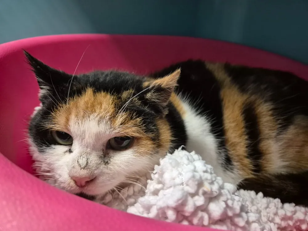 À l'adoption : Chataigne Qct