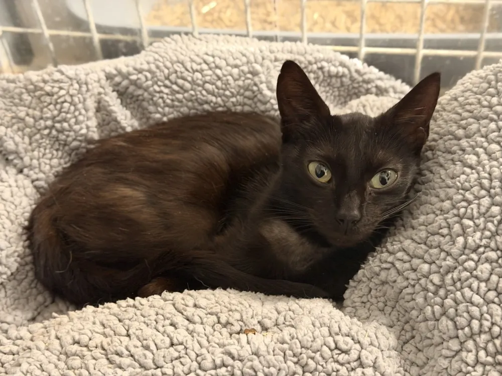 À l'adoption : Noisette