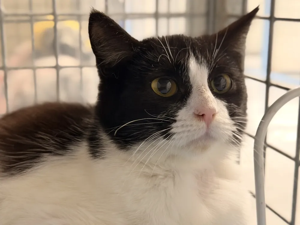 À l'adoption : Charlotte