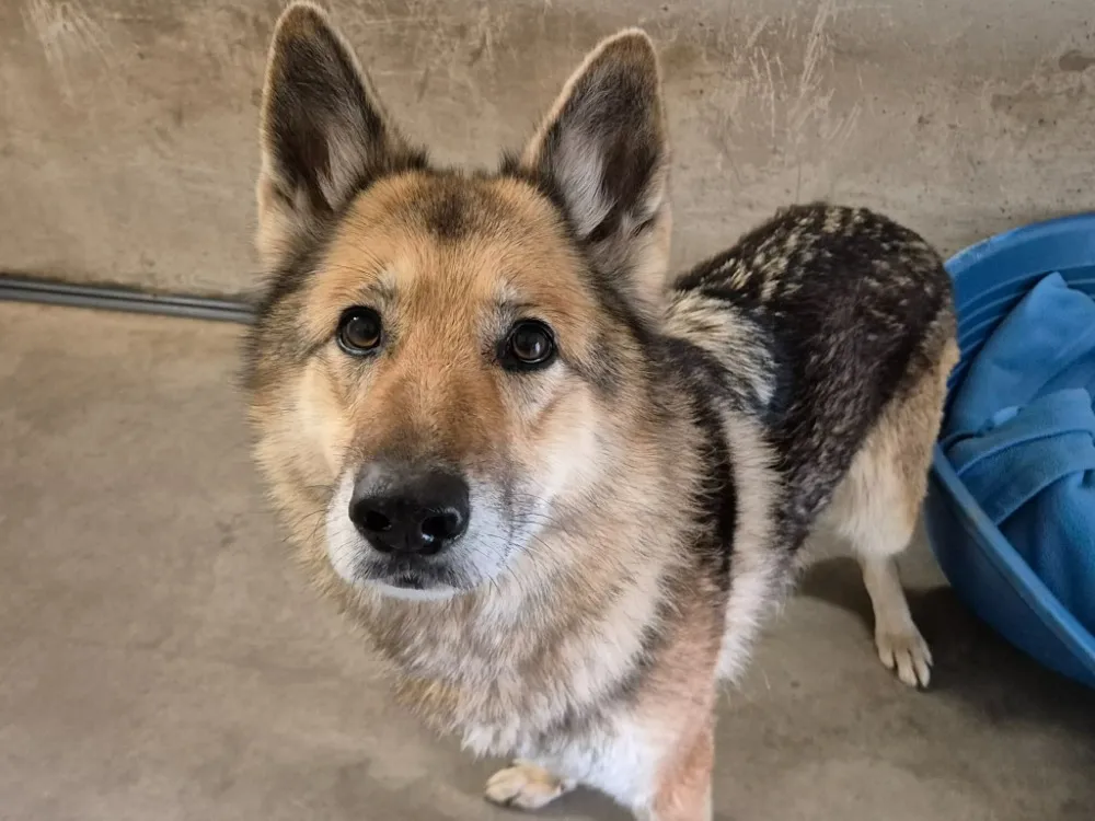 À l'adoption : Olympe Qcn (A Trouvé Sa Famille)