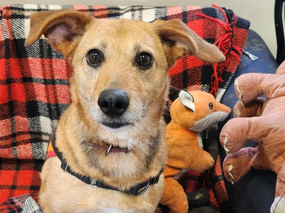 À l'adoption : Olga