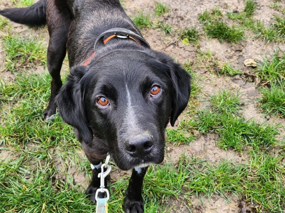 À l'adoption : Raven