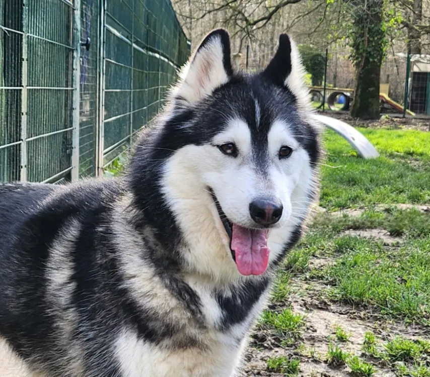 À l'adoption : Twin