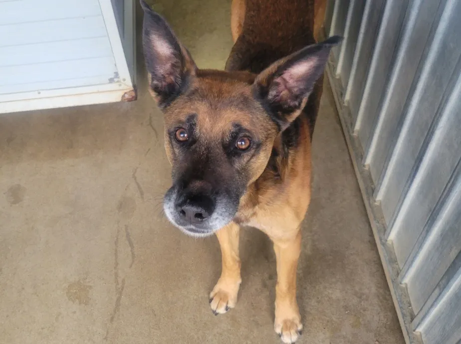 À l'adoption : Bonzo