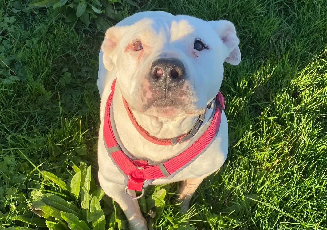 À l'adoption : Izzy