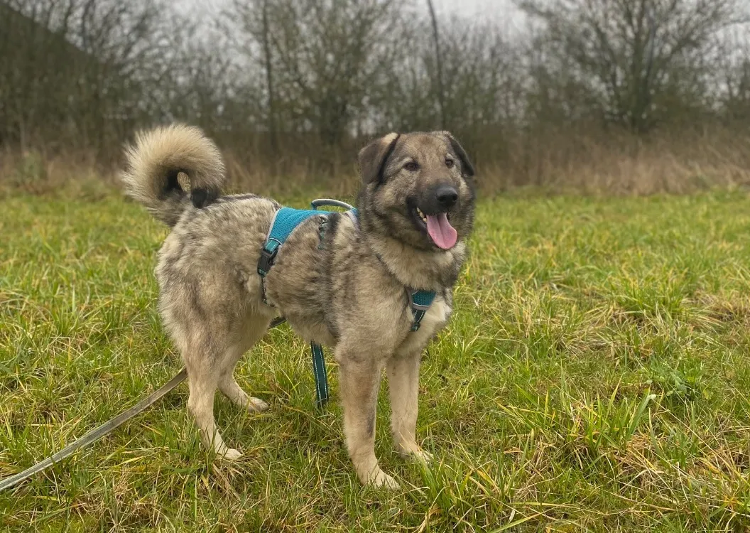 À l'adoption : Silas