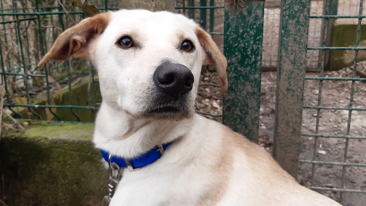 À l'adoption : Gaia