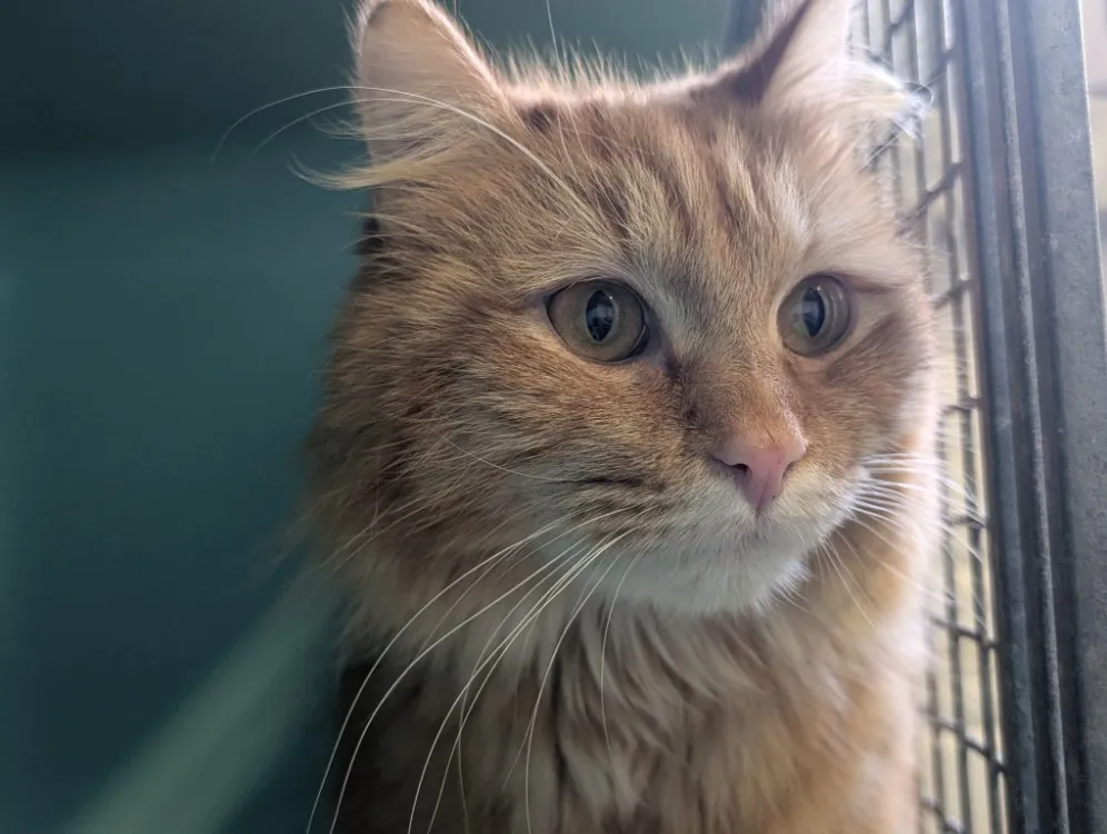 À l'adoption : Citrouille