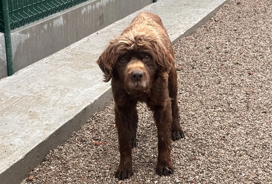 À l'adoption : Rotwell