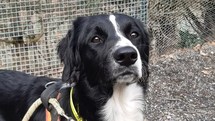 À l'adoption : Luna