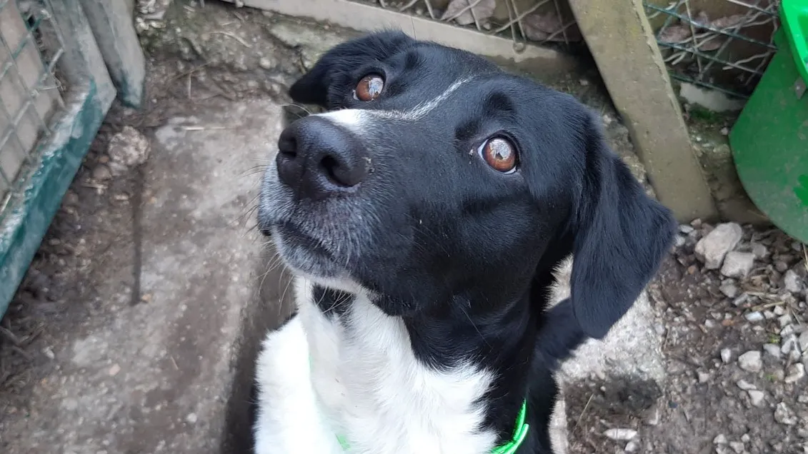 À l'adoption : Kitty